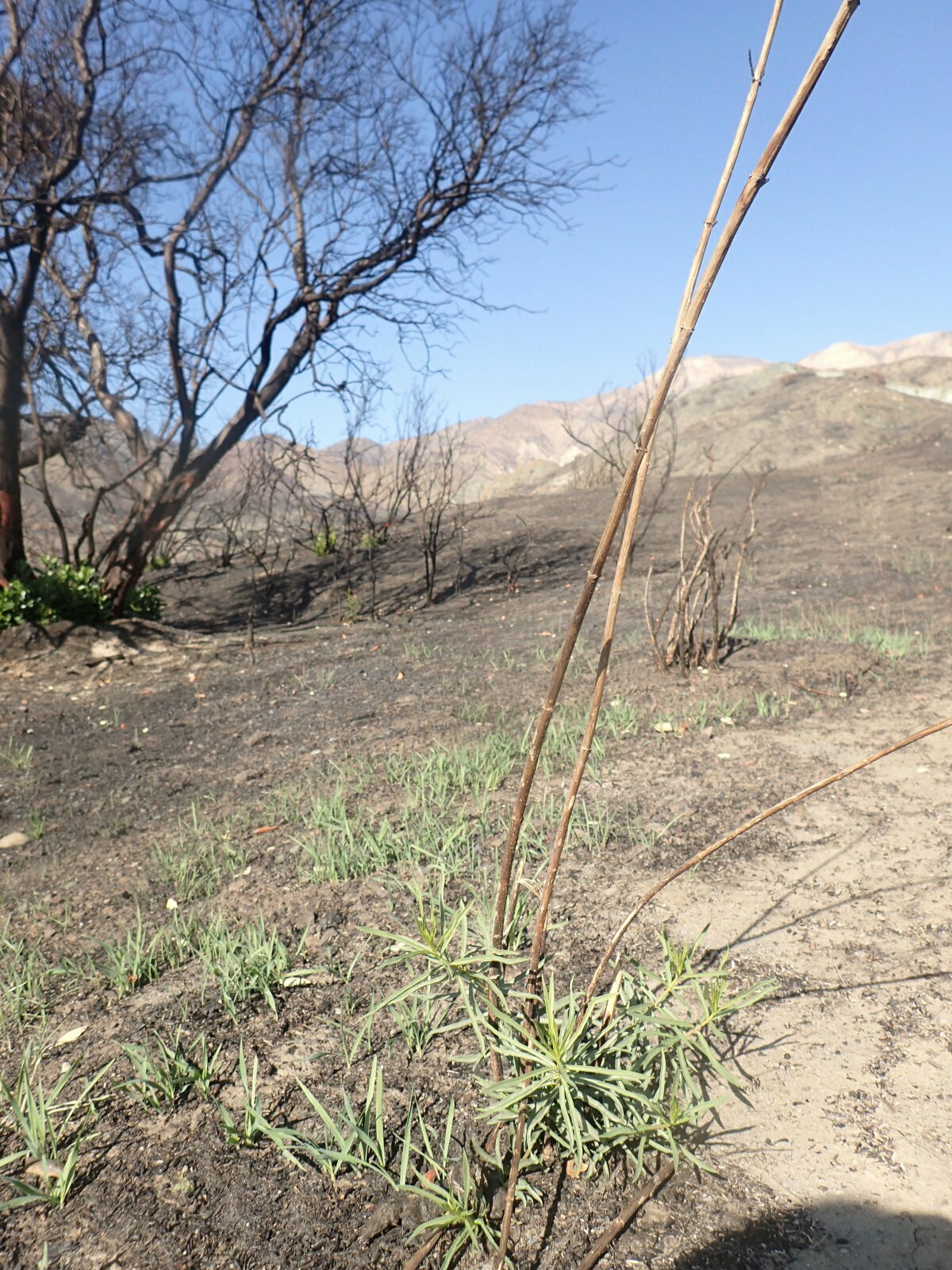 High Resolution Asclepias fascicularis Fire recovery